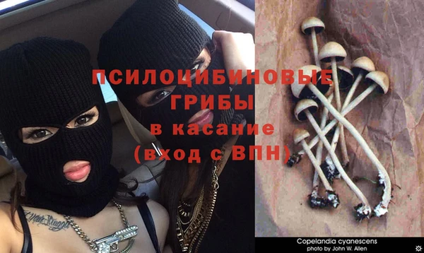 ПСИЛОЦИБИНОВЫЕ ГРИБЫ Карталы